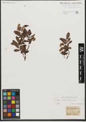 Foto von Salix waldsteiniana Willd.